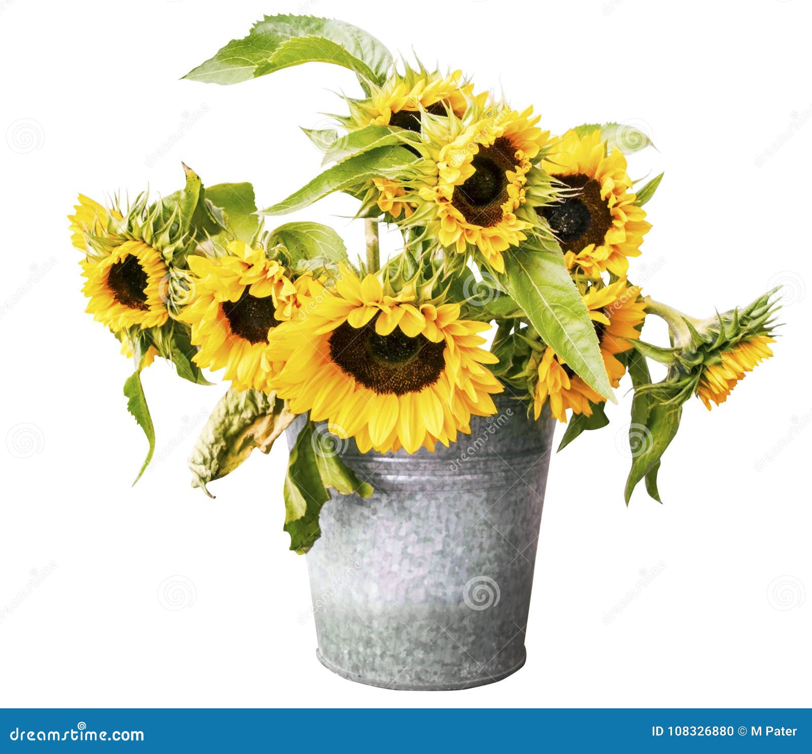 Sunflowers in a Bucket Isolated on White Background Stock Photo - Image