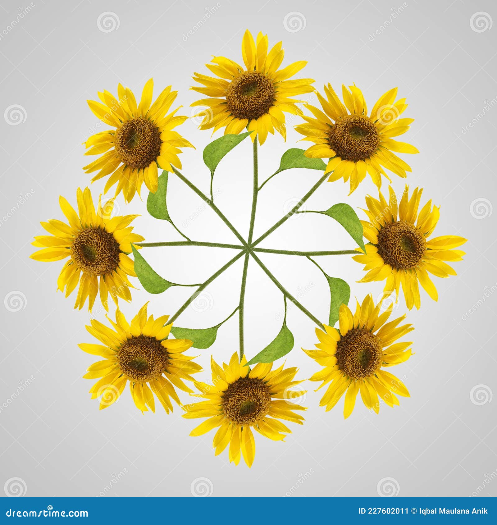 Sunflowers in a Circle and Beautiful Stock Image Image of vector