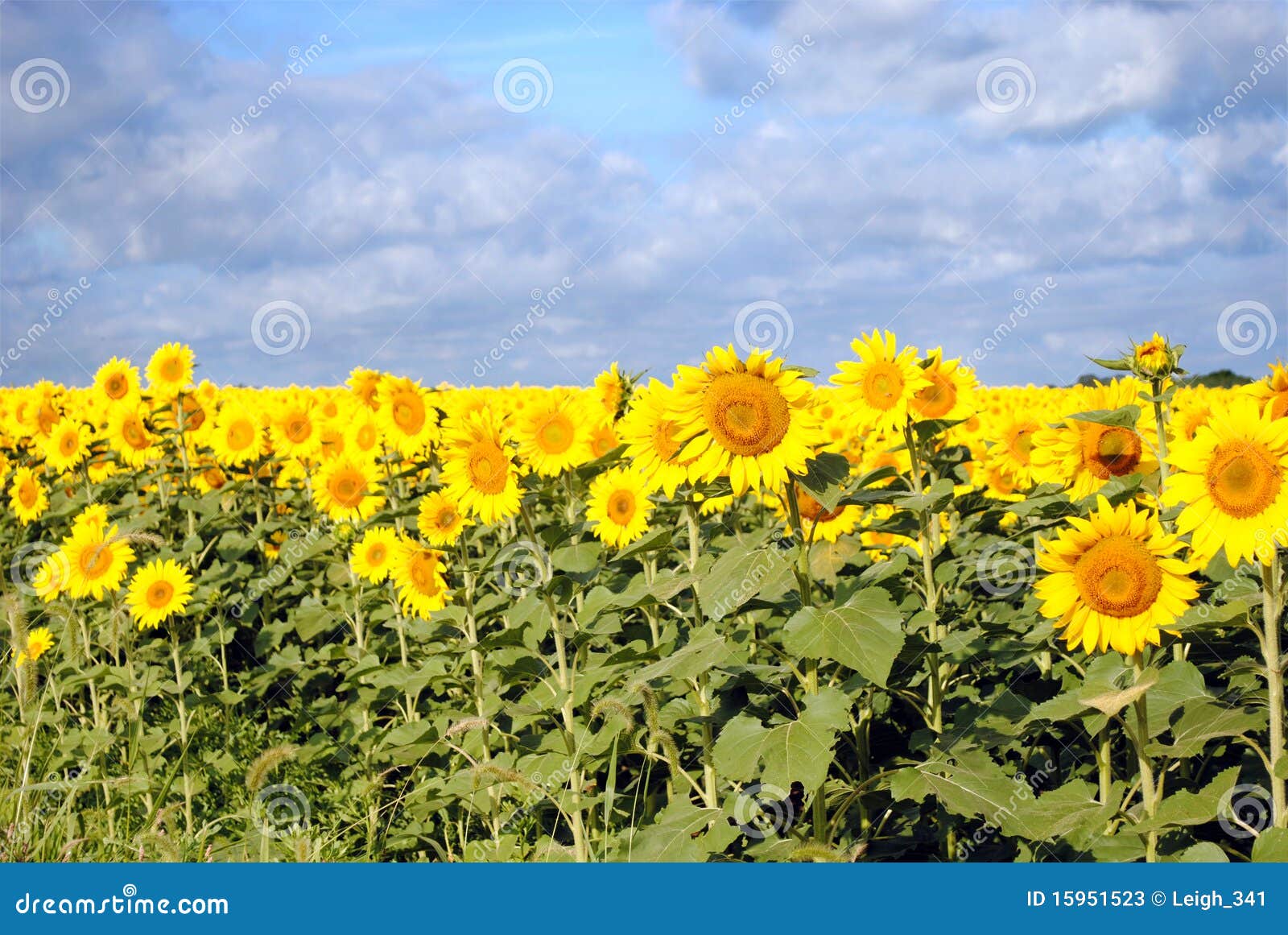 Sunflowers on a Cloudy Day stock image. Image of beam 15951523