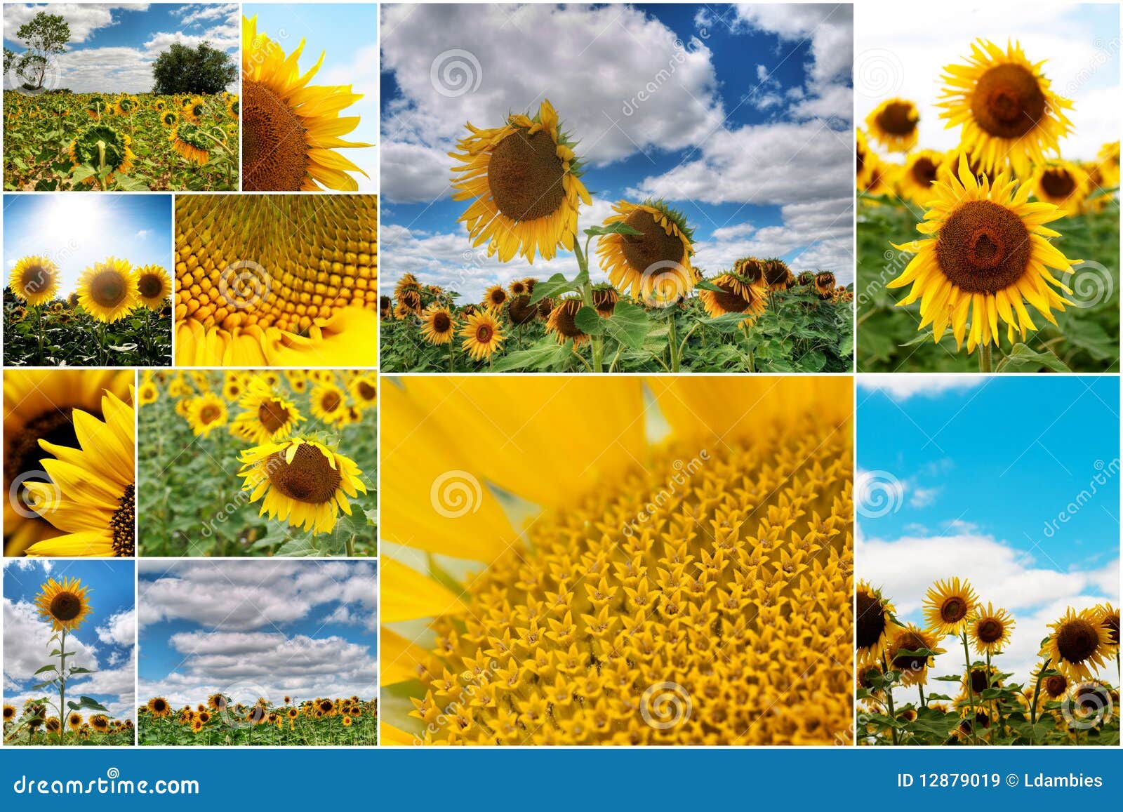 Sunflowers collage stock image. Image of floral, macro 12879019
