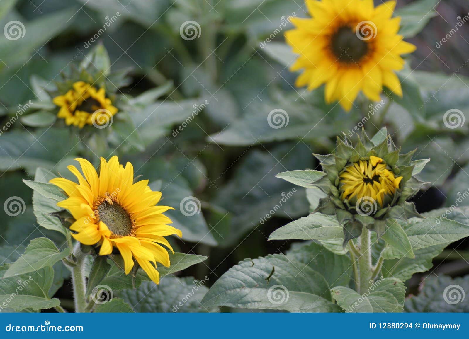 Sunflowers in Different Stages of Growth Stock Photo - Image of garden ...