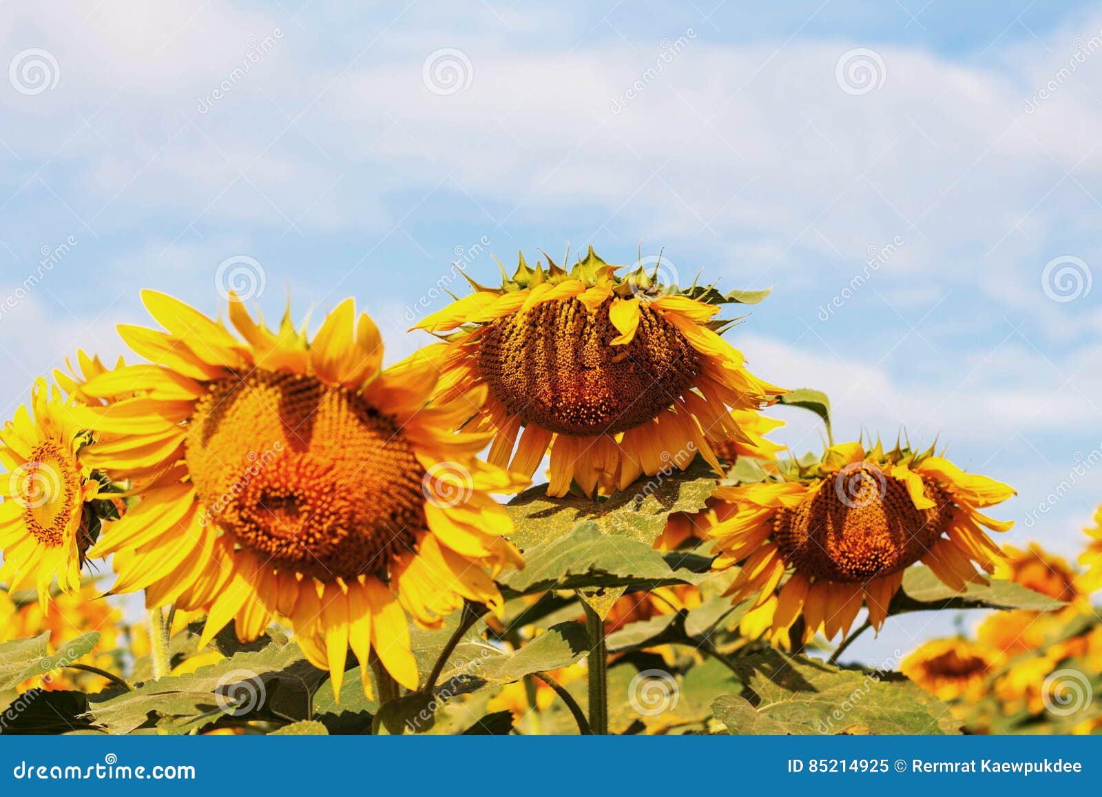 Sunflowers of Droop at Sky. Stock Image Image of countryside