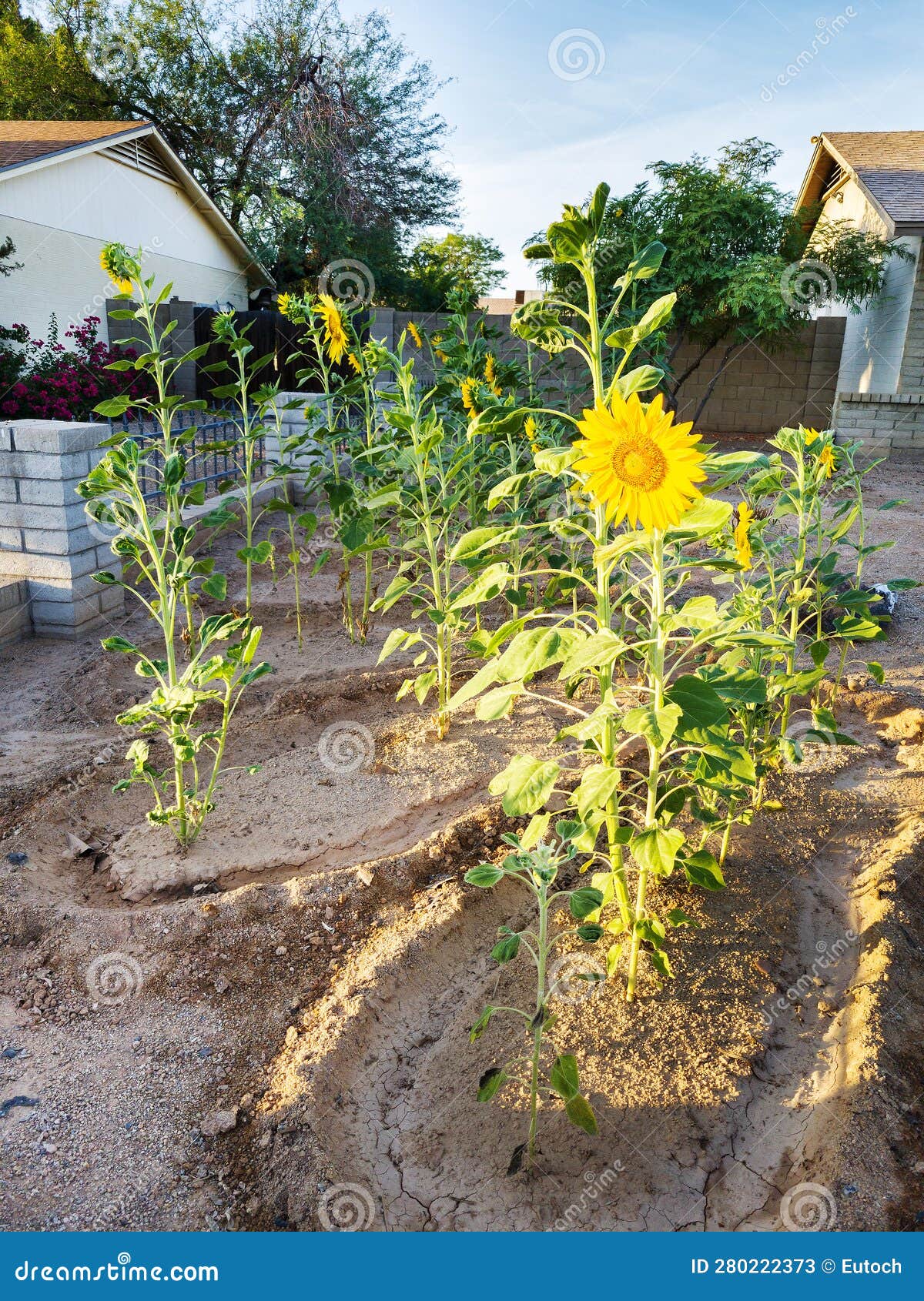 Sunflowers Facing Morning Sun Stock Image - Image of color, colors ...