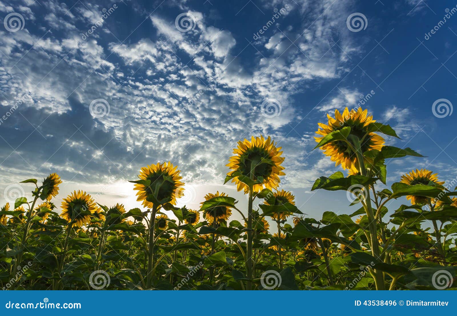 Sunflowers facing the sun stock photo. Image of agriculture 43538496