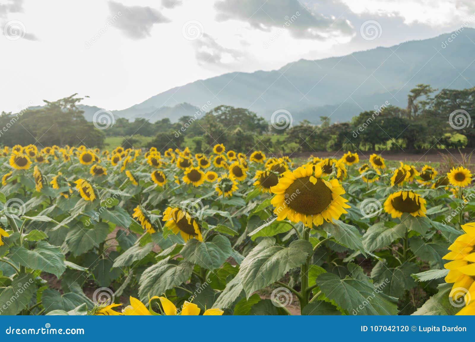 sunflowers farm in esquipulas.