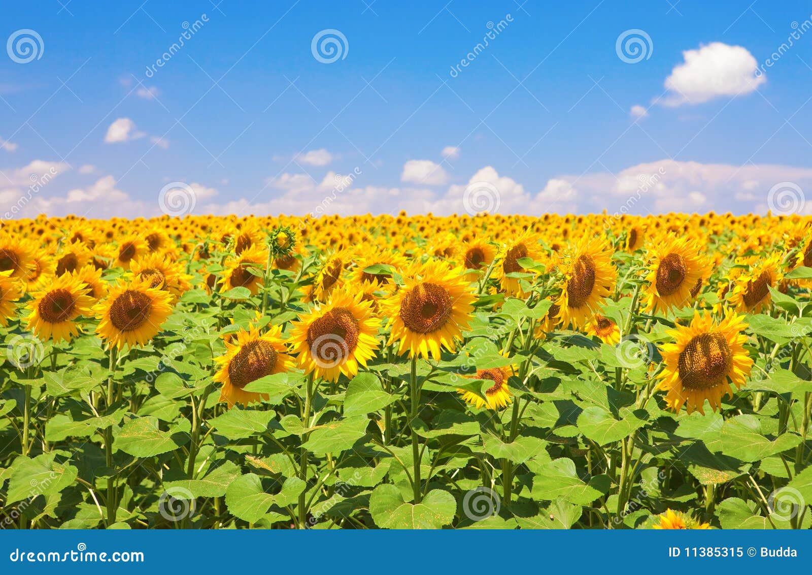 sunflowers field