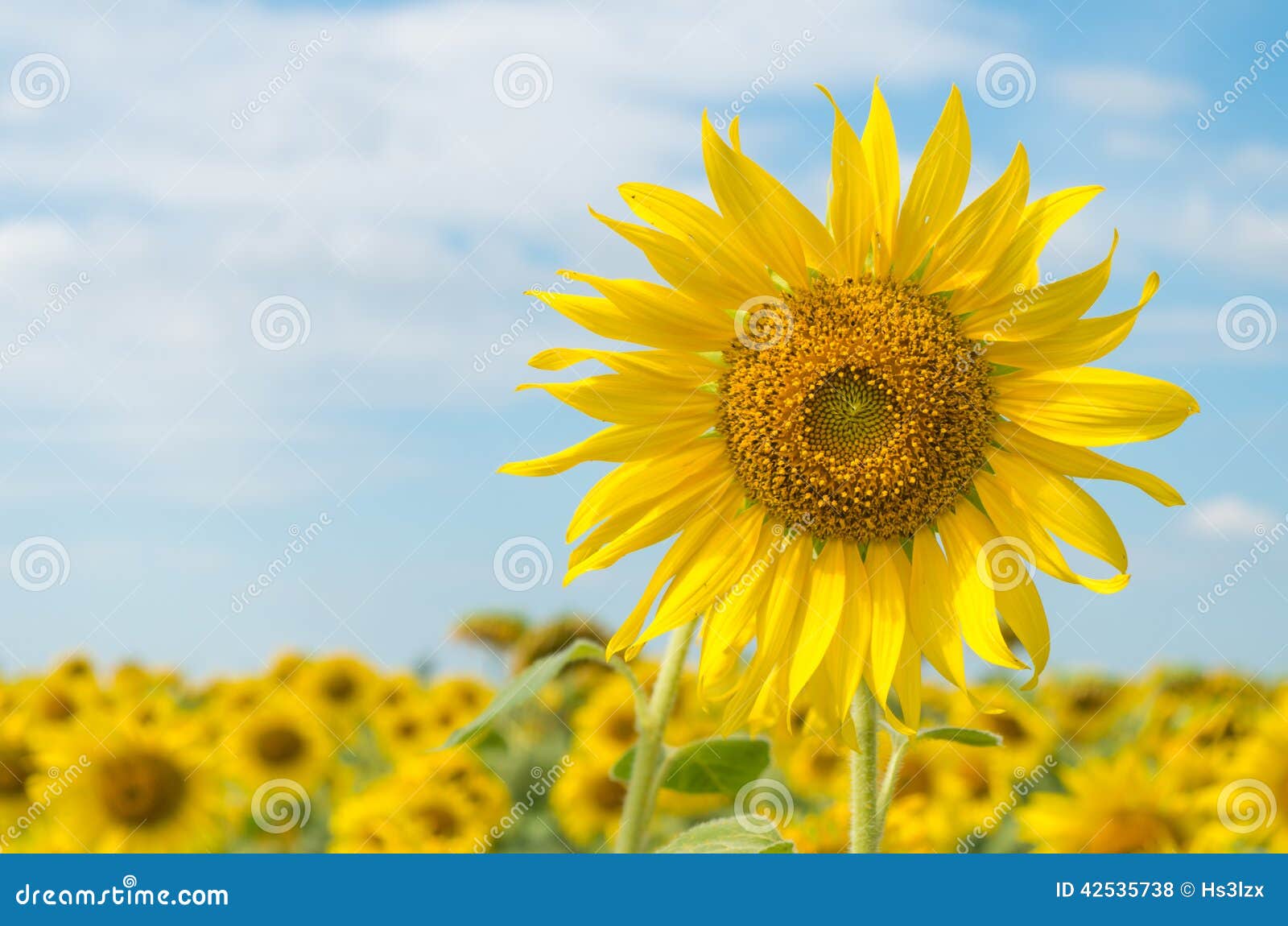 sunflowers