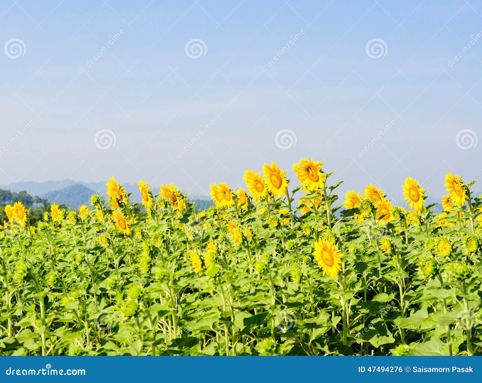 Sunflowers in the field bright sun lights