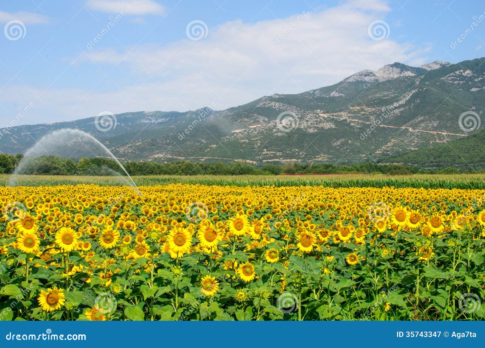 Sunflowers field in Greece stock image. Image of farmland 35743347