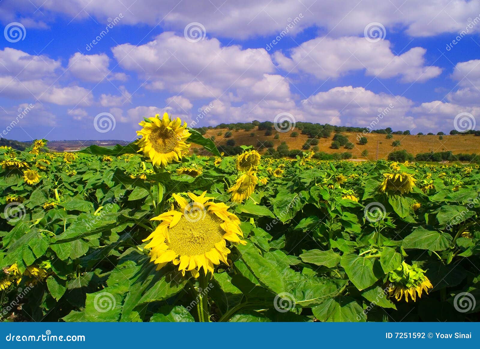 Sunflowers field Israel stock photo. Image of cheery, flora 7251592