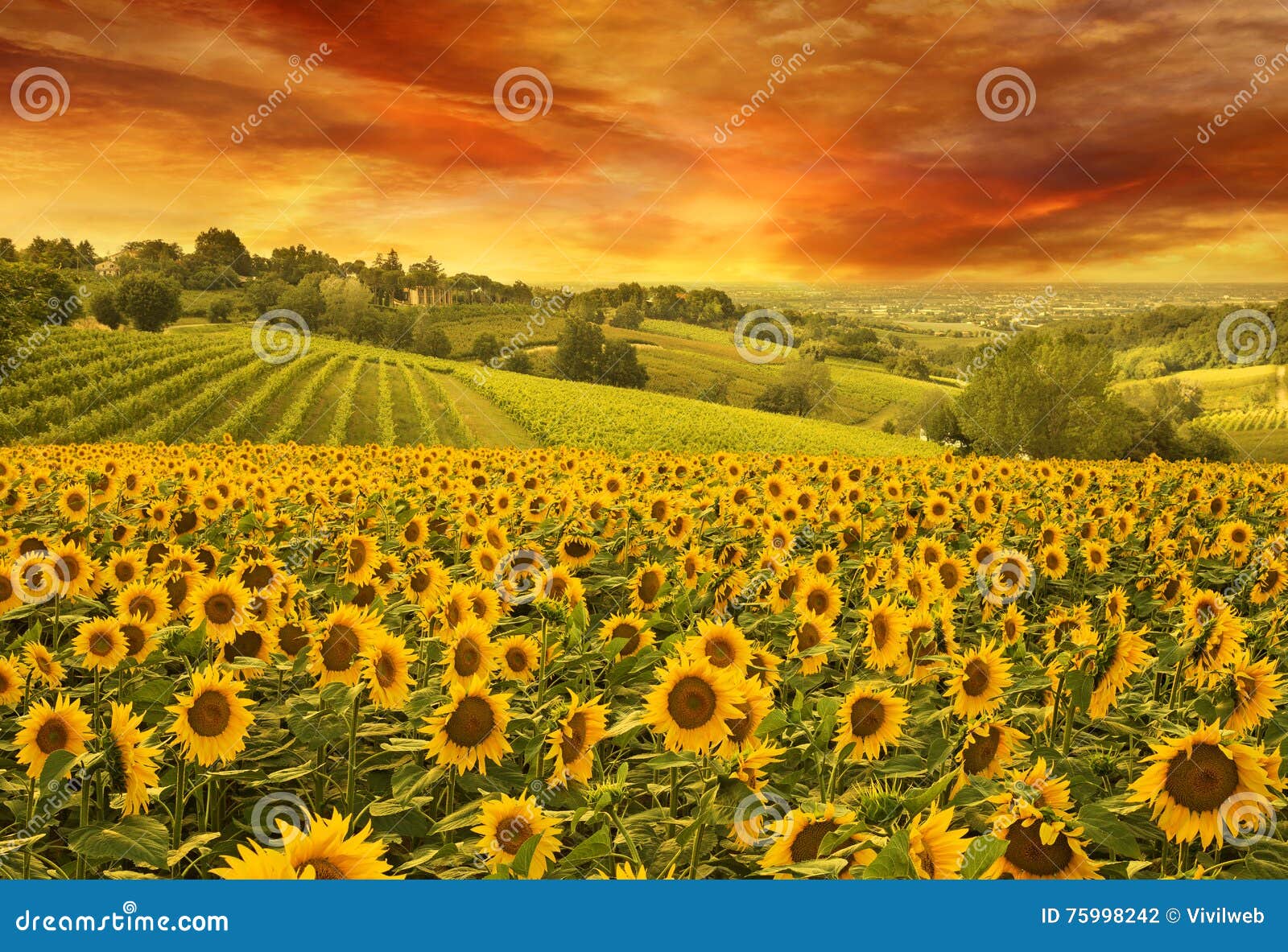 sunflowers field in the italian hill