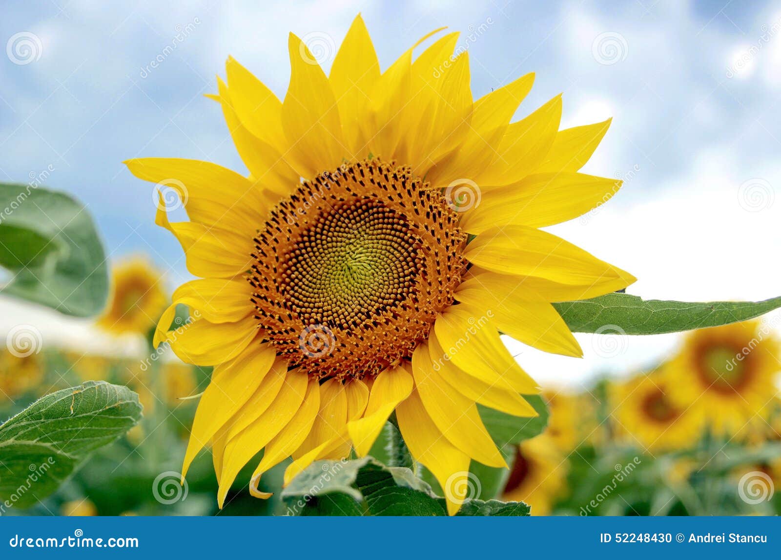 sunflower