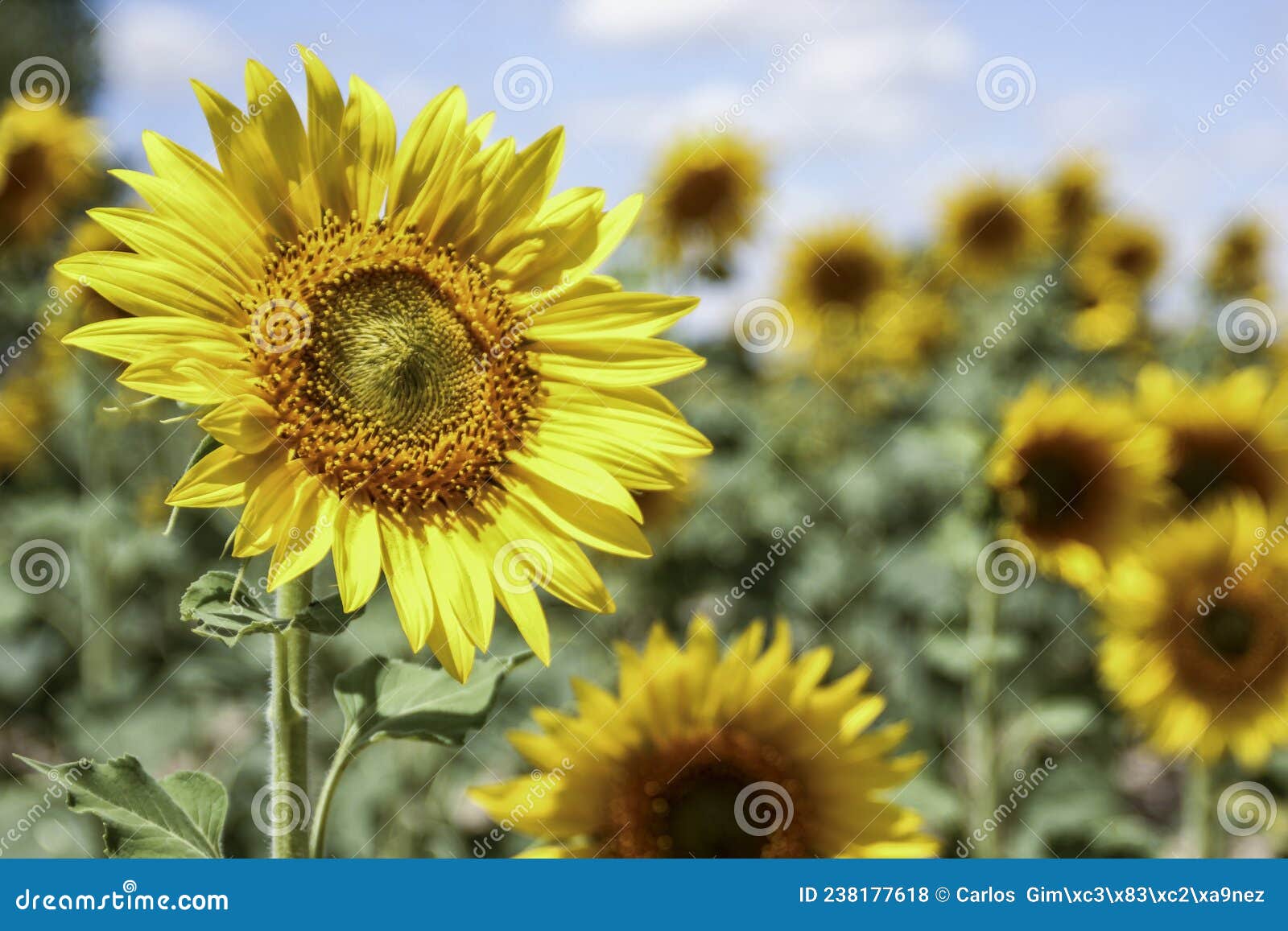 sunflowers in a field near the city of cuenca