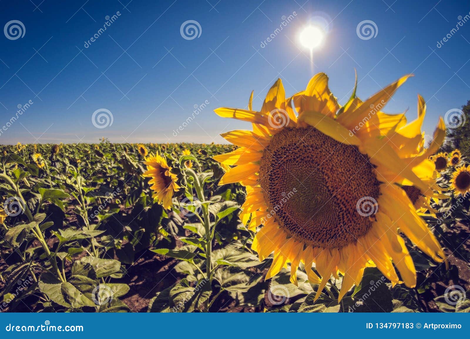 Sunflowers Field on a Sunny Day in a Clear Blue Sky Stock Image - Image ...