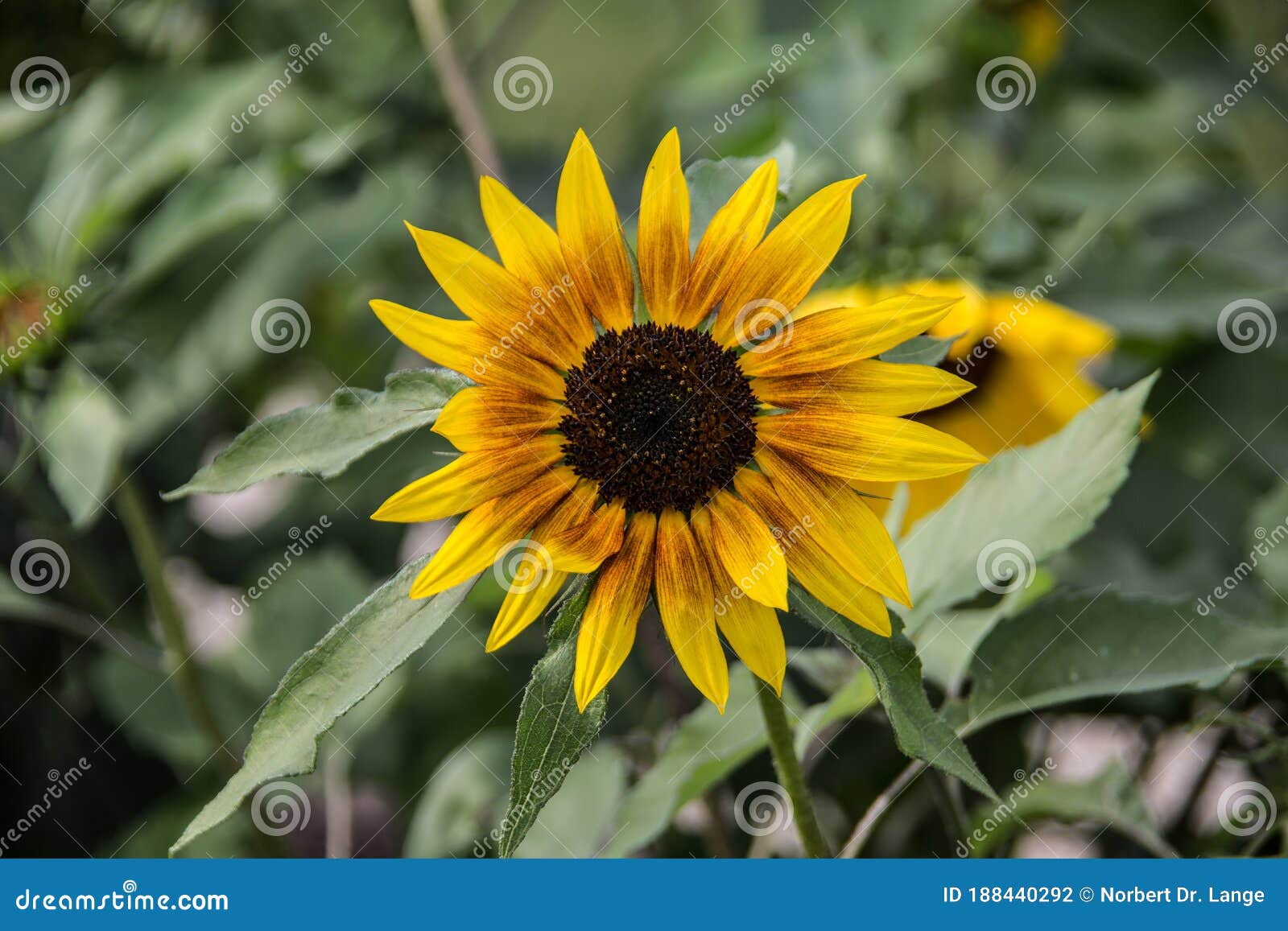 Sunflowers in the Field with Yellow Flowers Stock Photo Image of sunflower, heliotropism