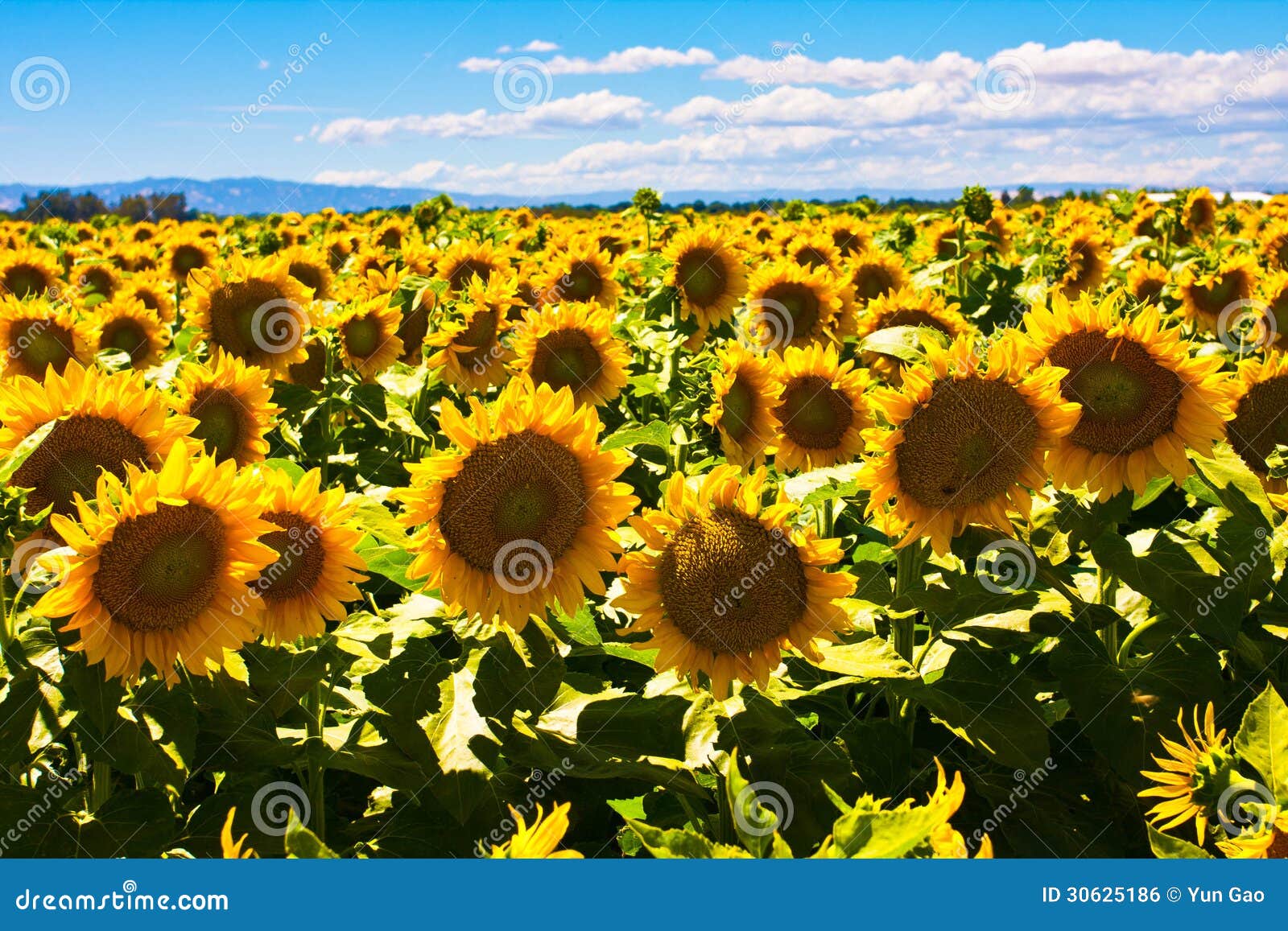 Sunflowers Fields in California Stock Photo Image of flower, crop