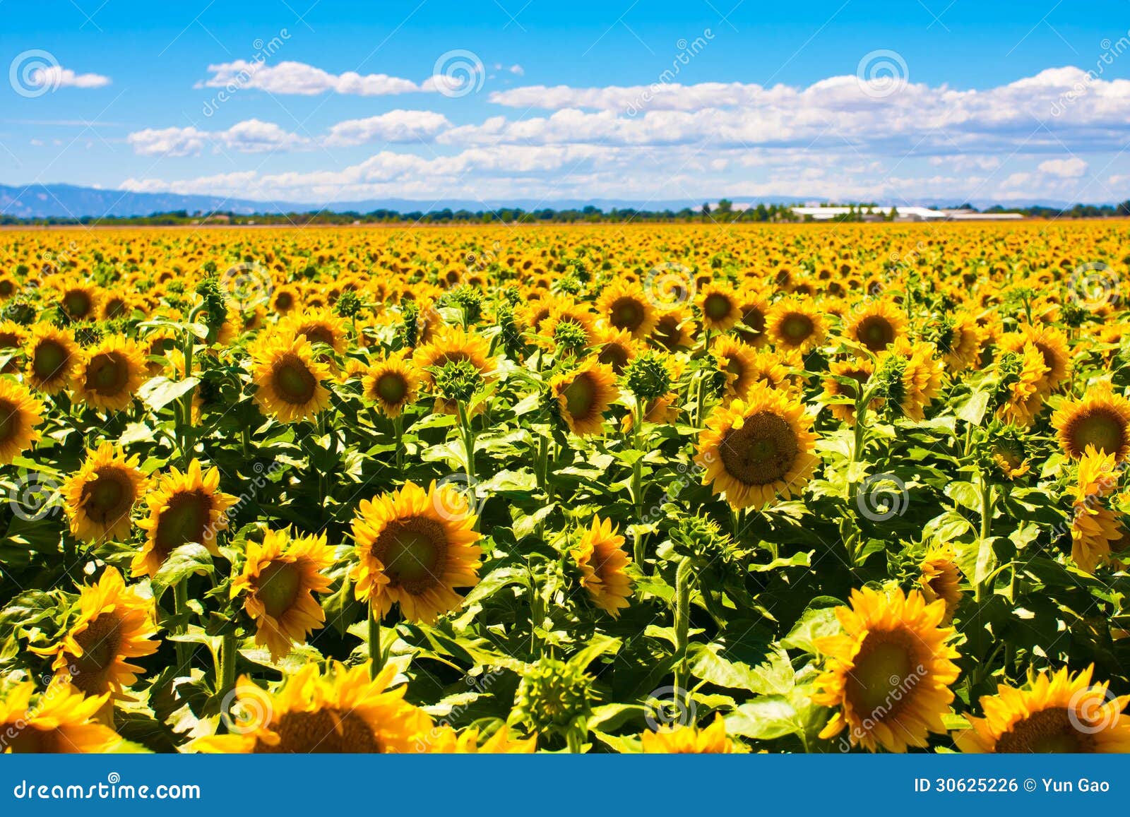 Sunflowers Fields in California Stock Photo Image of bright, farm