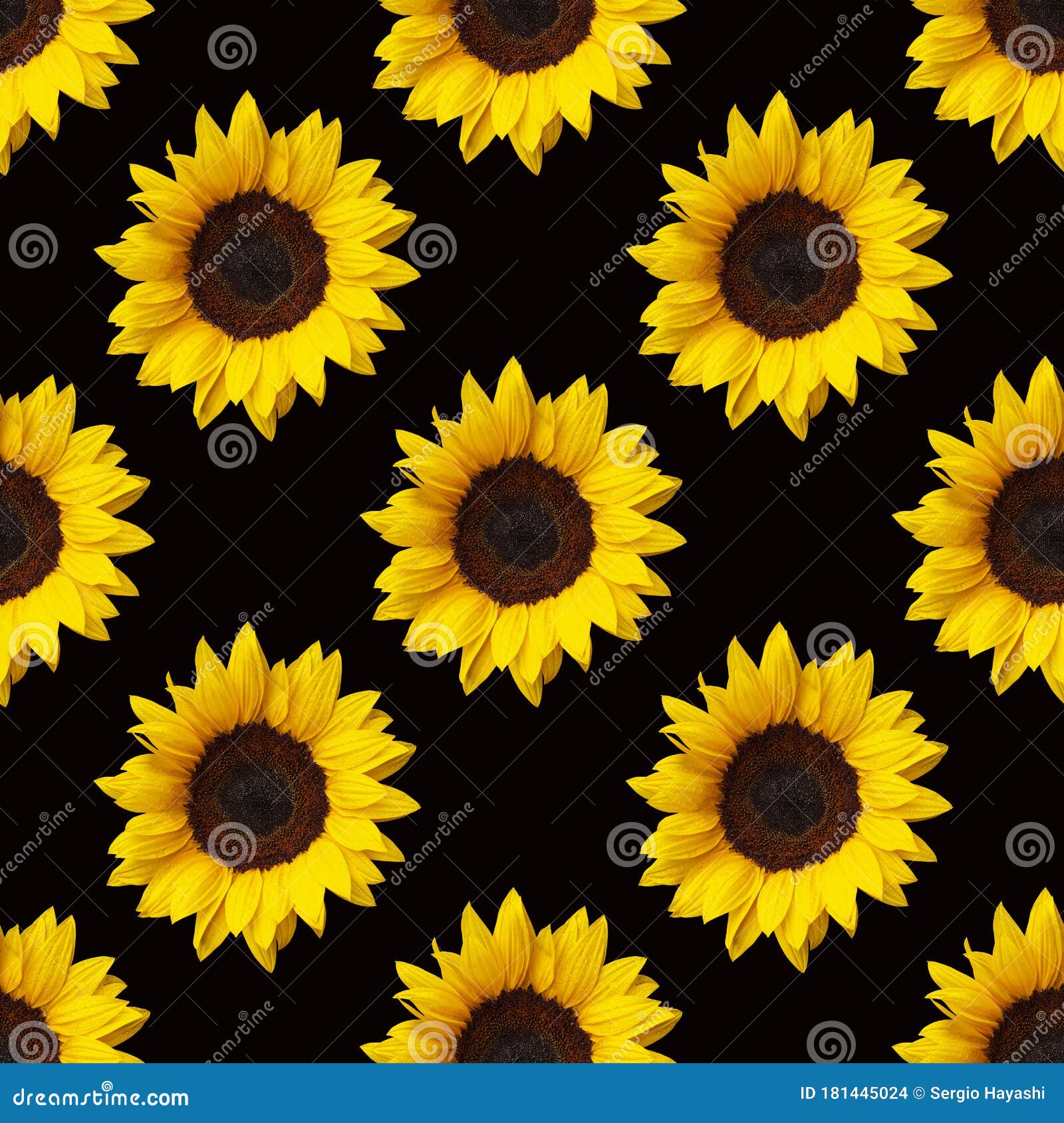 A yellow sunflower with a black background photo  Free On Image on Unsplash