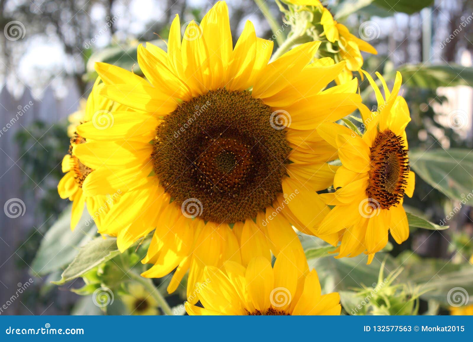 Sunflowers in full bloom stock image. Image of bloom 132577563