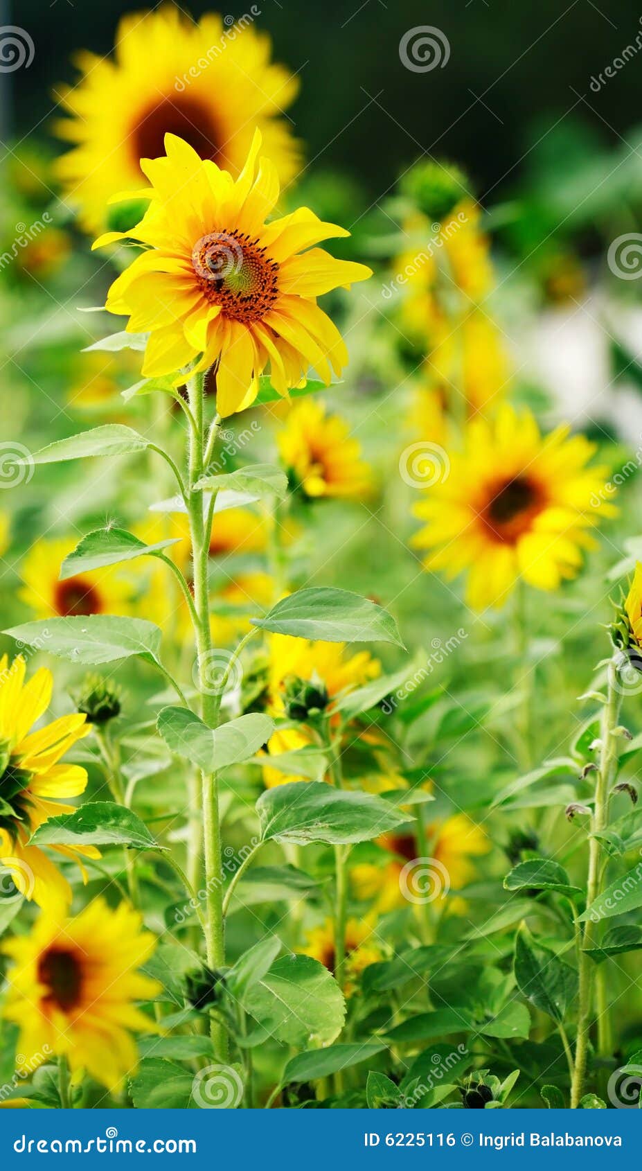 Sunflowers in the garden stock photo. Image of plant, natural 6225116
