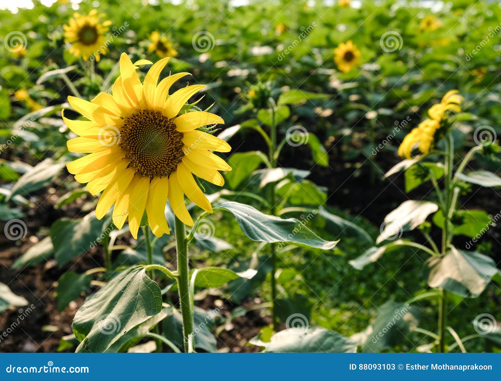 Sunflowers garden stock image. Image of green, garden 88093103