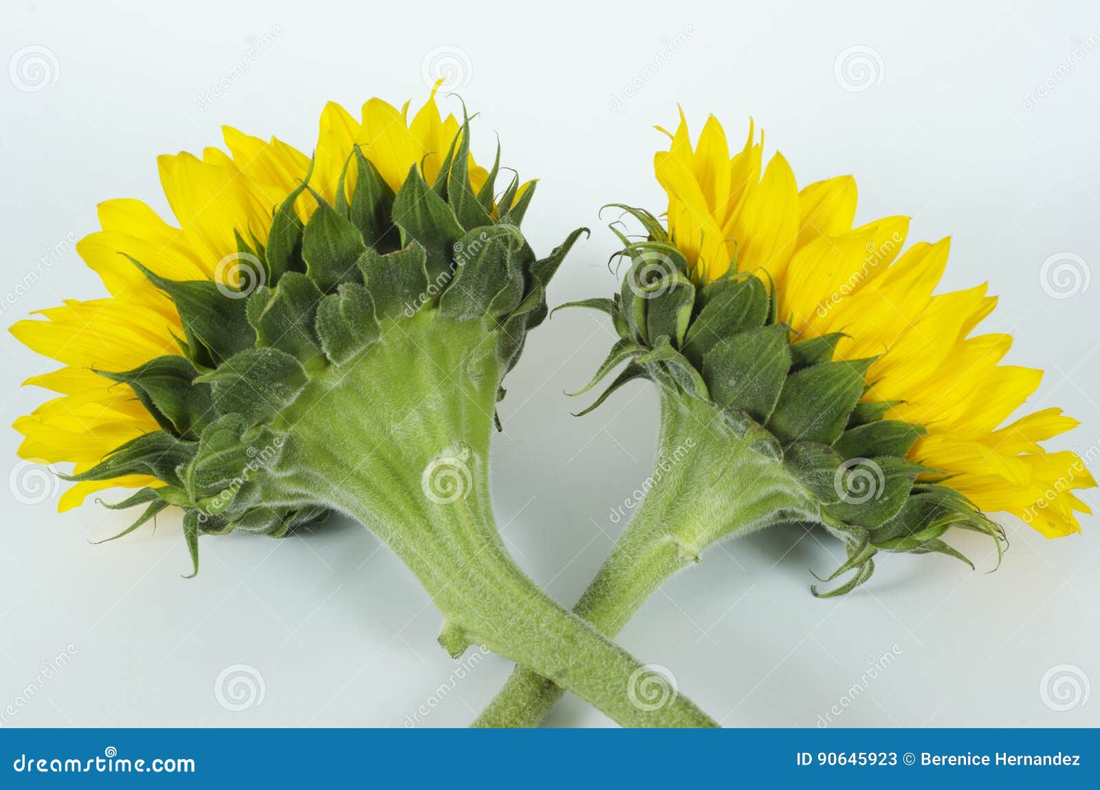 sunflowers-girasoles