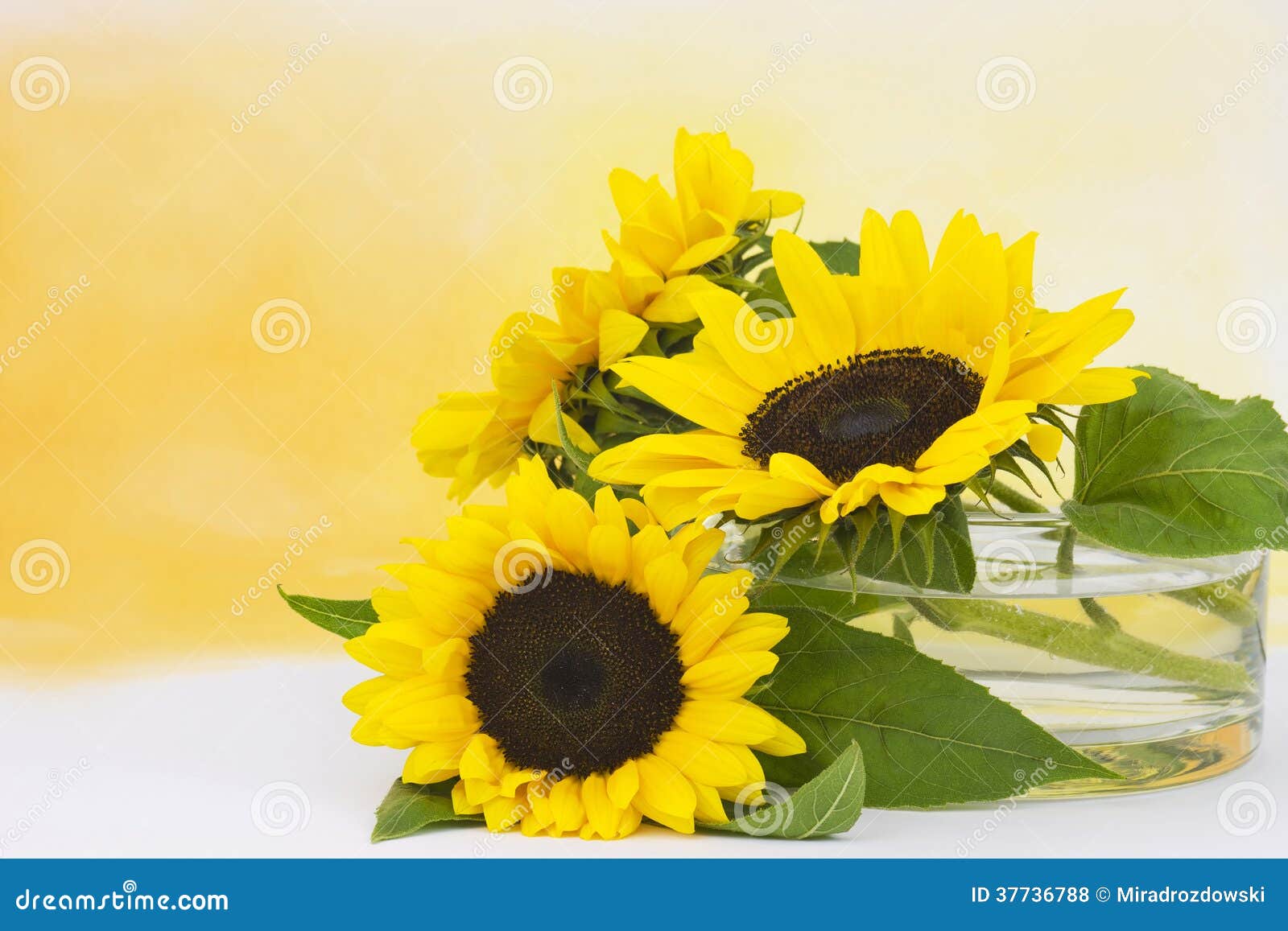 Sunflowers in glass vase stock photo. Image of nature 37736788