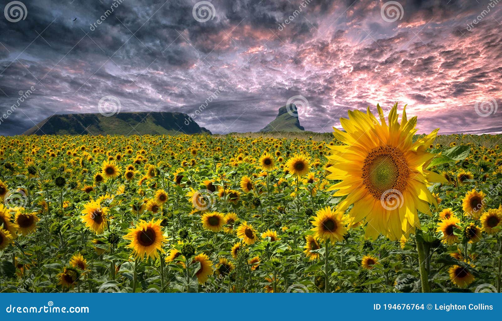 Gower Sunflowers Stock Photos Free & RoyaltyFree Stock Photos from