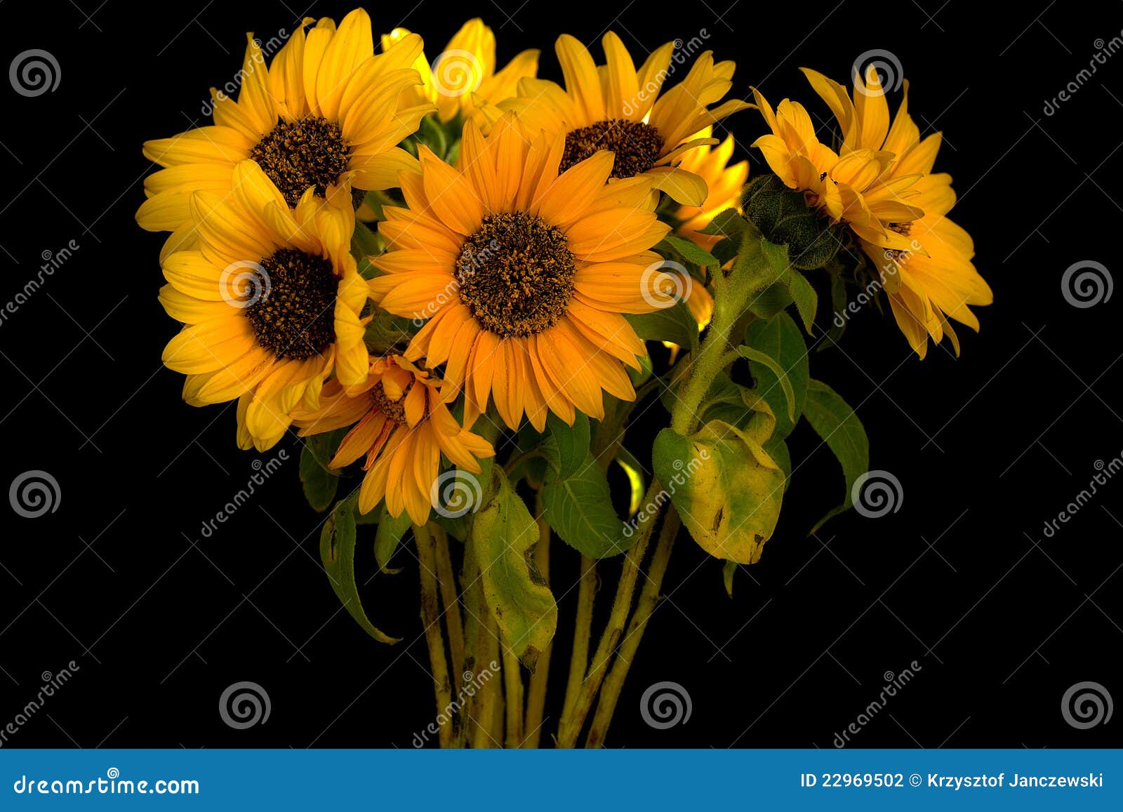 Sunflowers group stock photo. Image of agriculture, happy 22969502