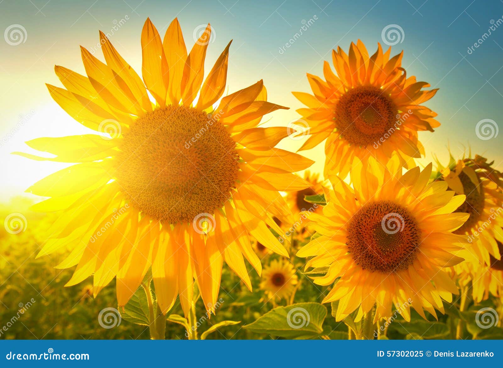 Sunflowers stock image. Image of sunny, sunflowers, sunlight 57302025