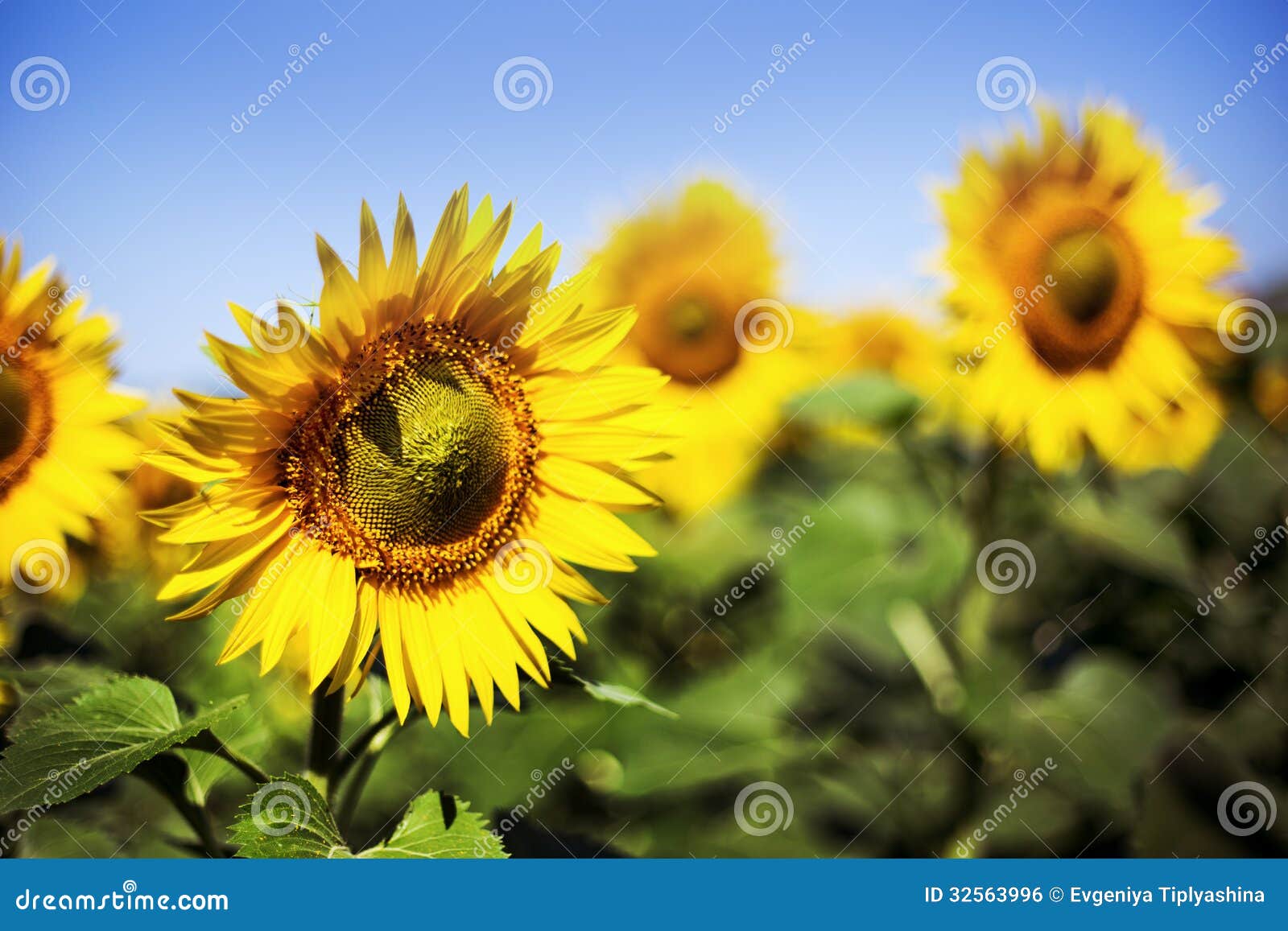 Sunflowers stock photo. Image of sunflower, spring, flower 32563996
