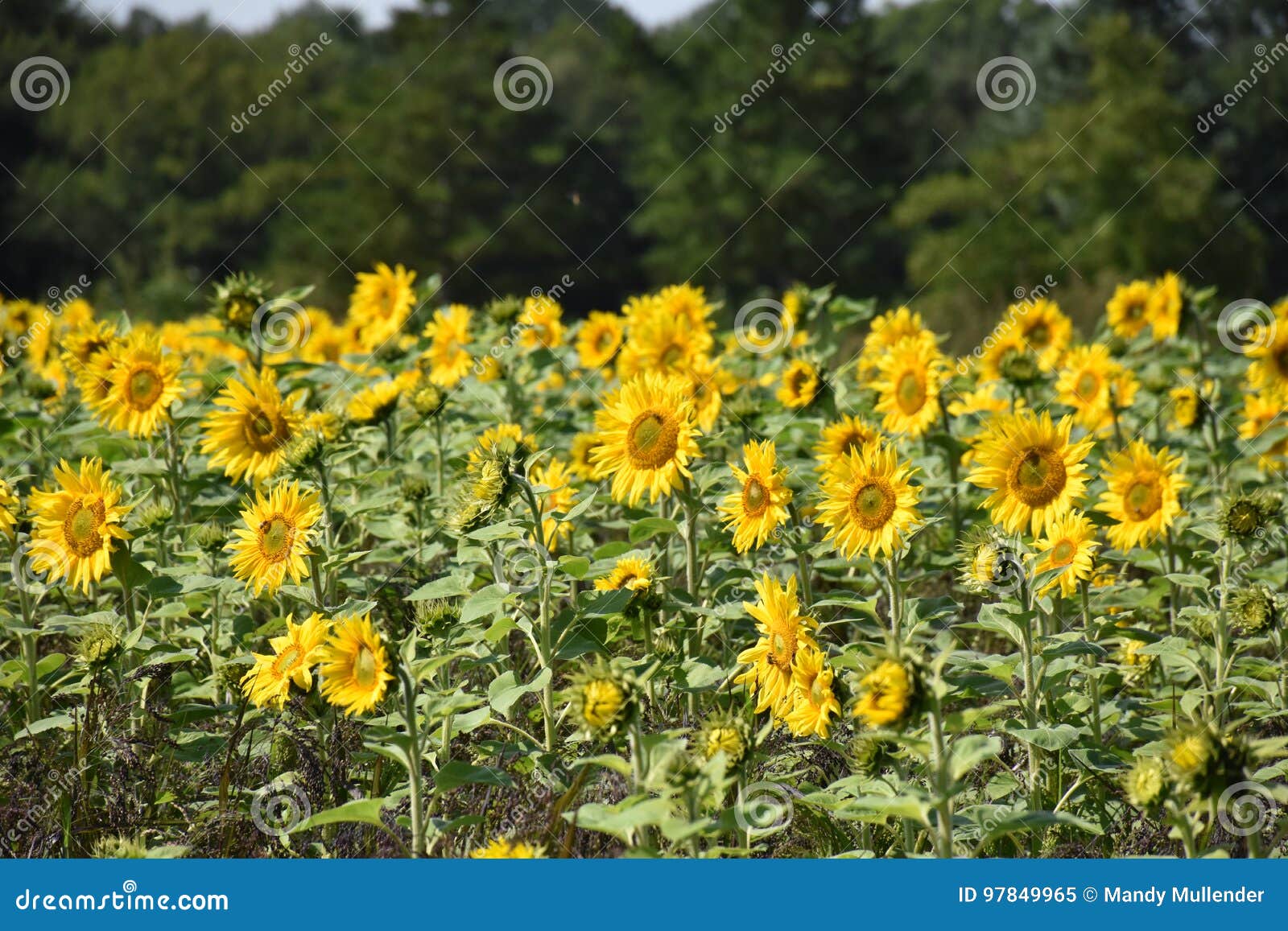 Sunflowers Growing in a Norfolk Field. Stock Image Image of outdoors