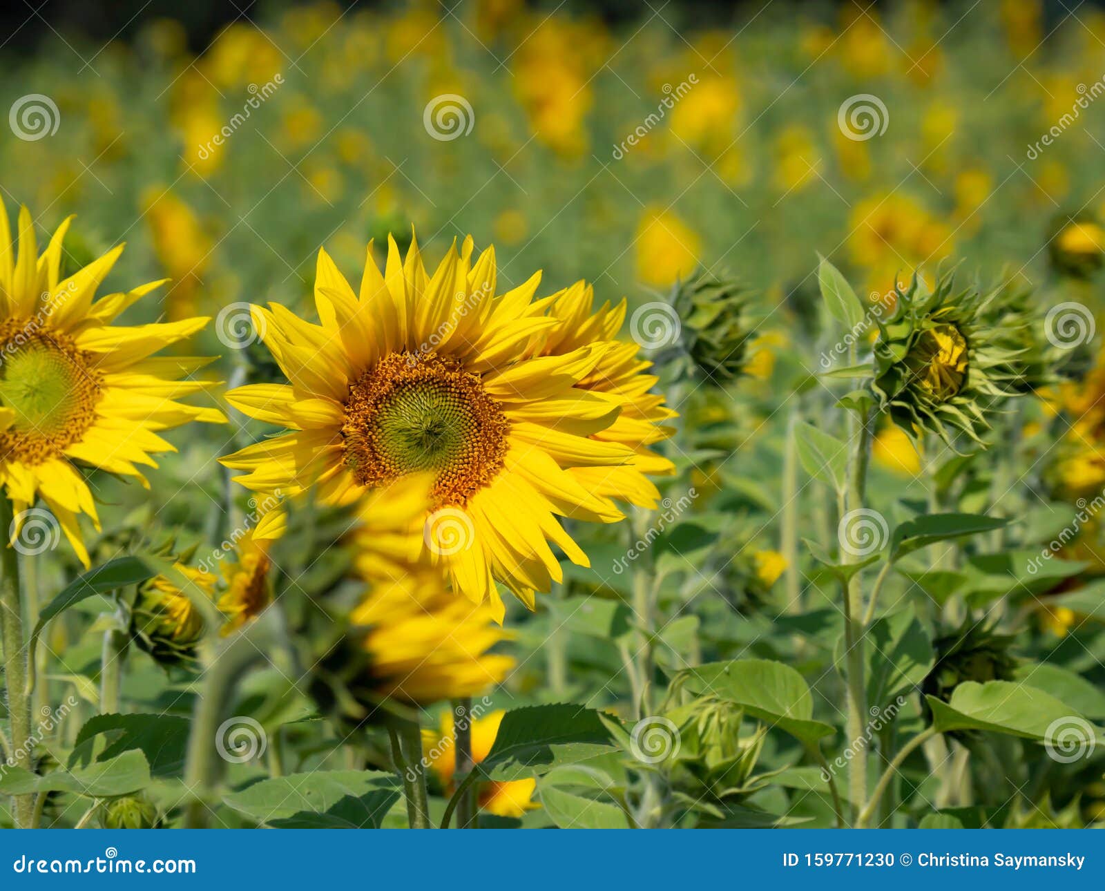 Sunflowers Growing Together in Field Stock Photo Image of growing