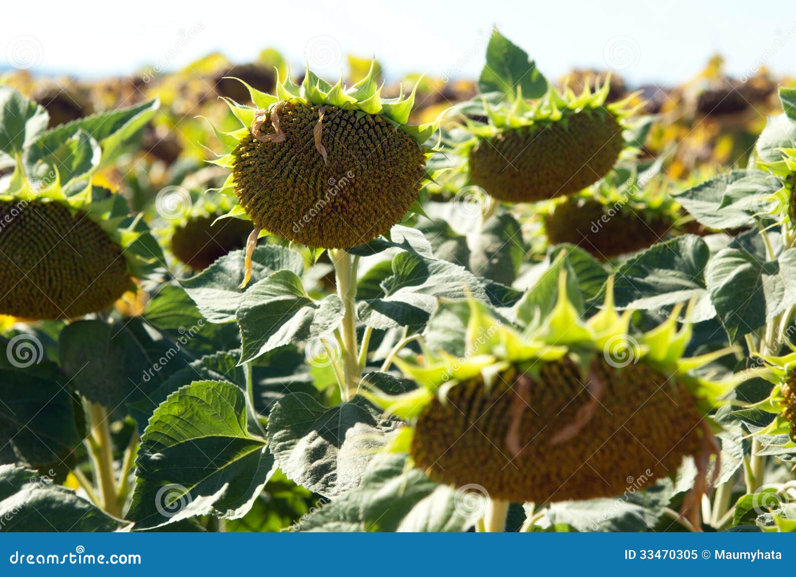 Sunflowers for harvest stock image. Image of ripe, leaf - 33470305