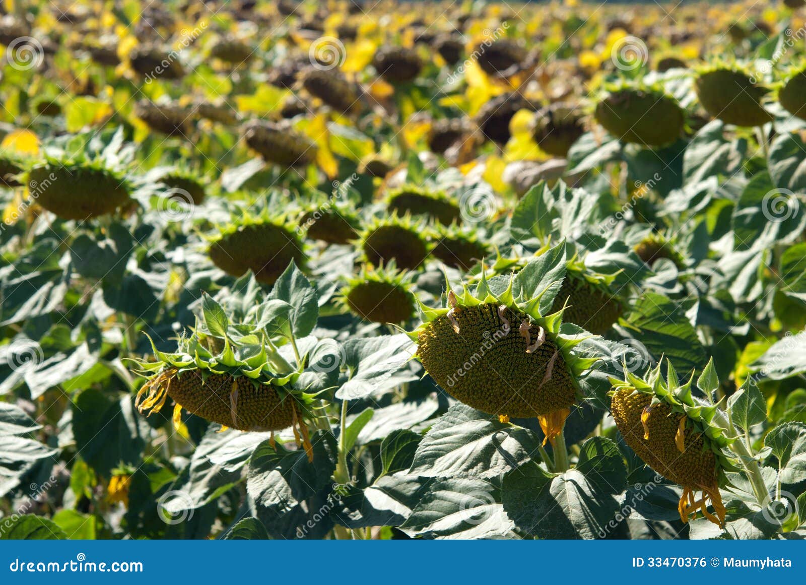 Sunflowers for harvest stock photo. Image of field, sunlight - 33470376