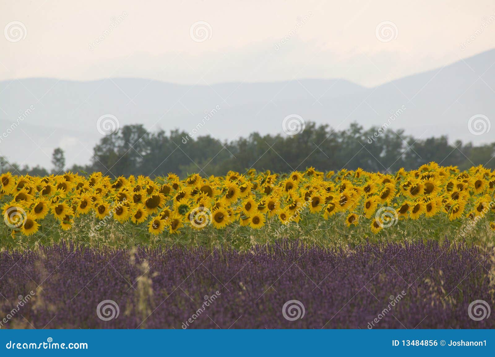Sunflowers And Lavender Royalty Free Stock Image Image 13484856