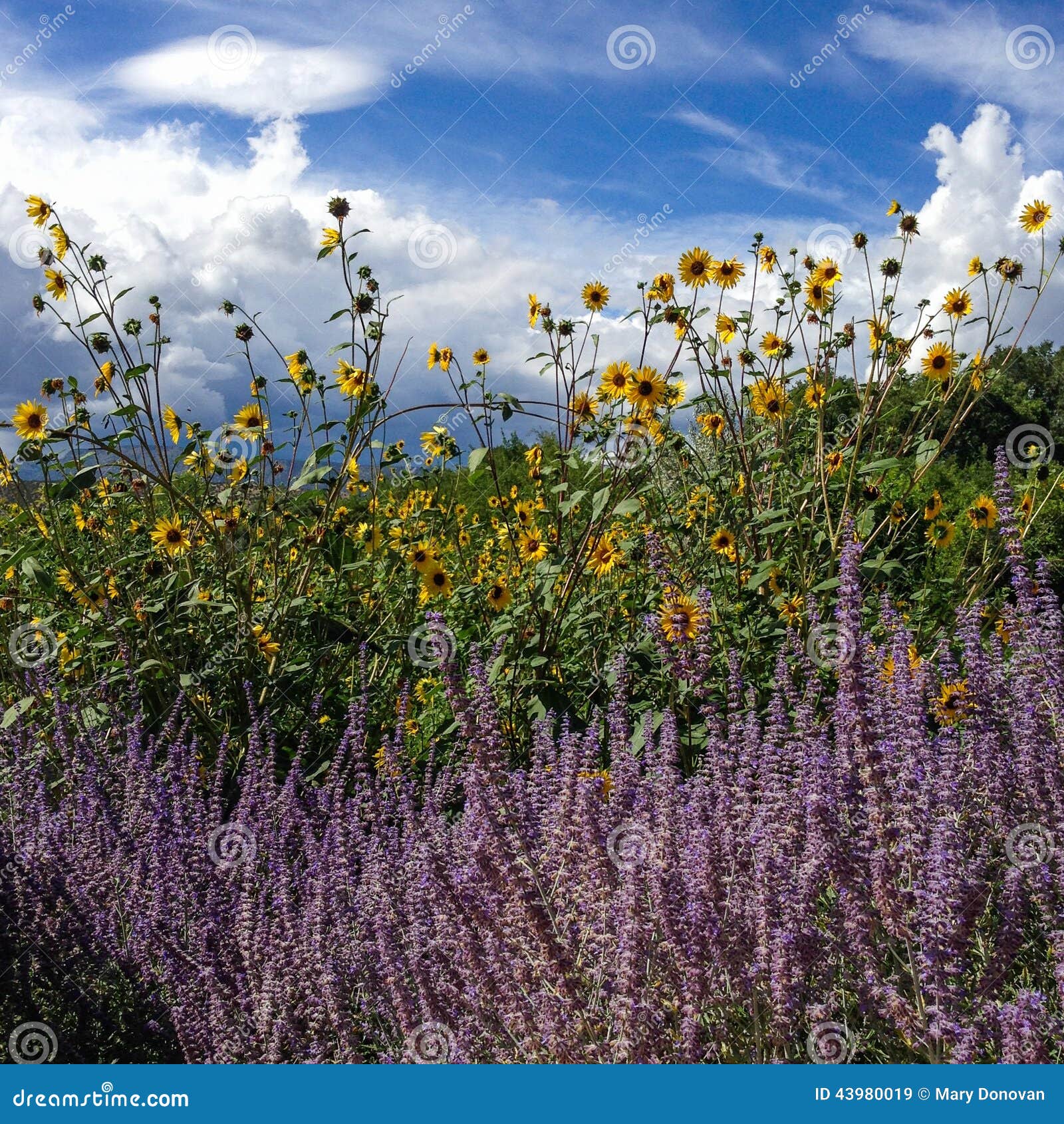 Sunflowers and lavender stock image. Image of mountain 43980019