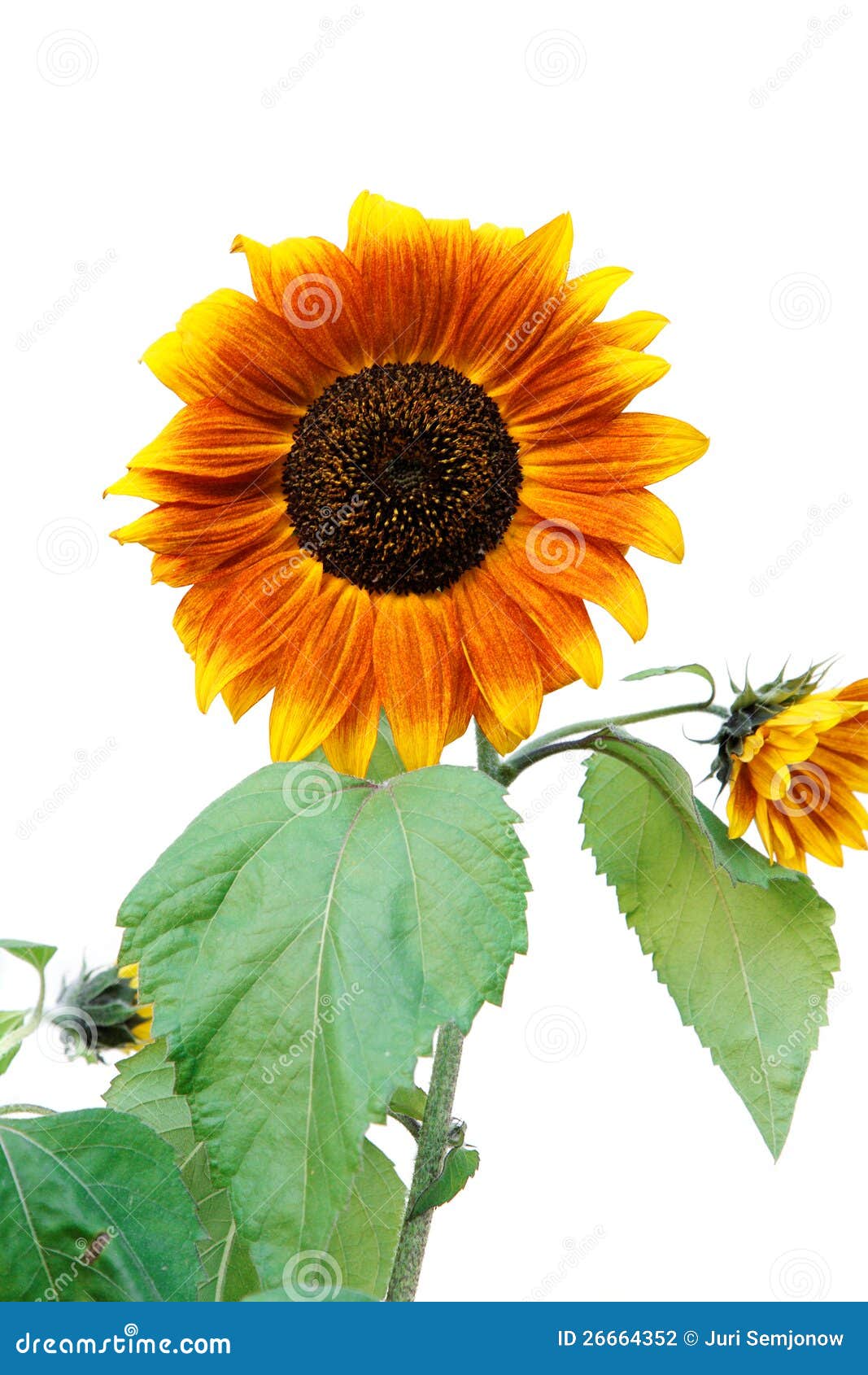 Sunflower Leaves Buy at Zachary Willis blog