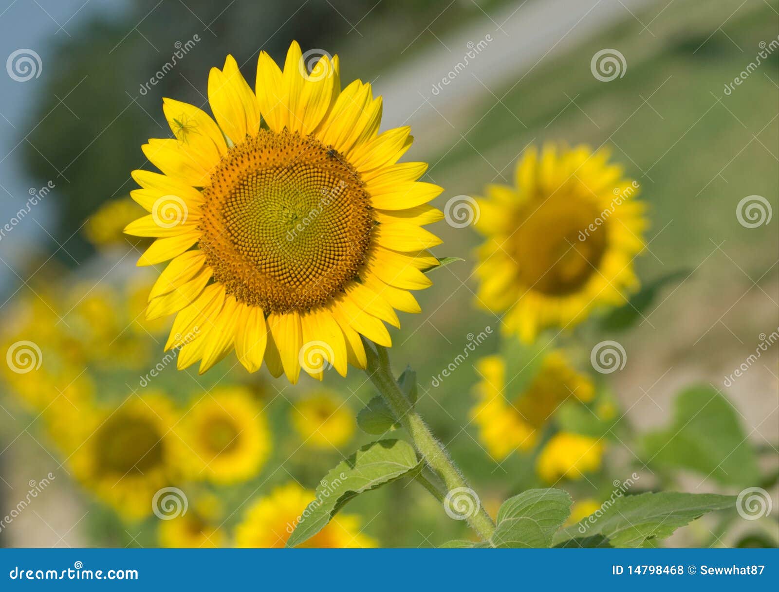 Sunflowers in Lexington, South Carolina Stock Photo Image of cheery