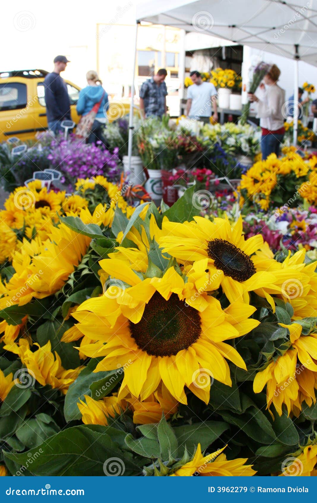 Sunflowers at the market stock image. Image of pruning 3962279