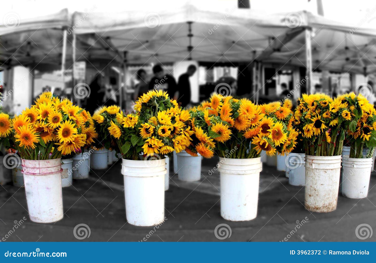 sunflowers at the market