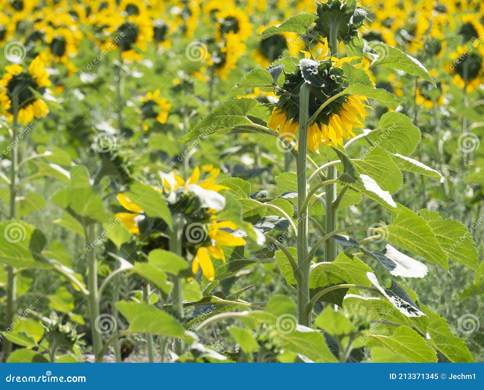 Sunflowers in an Organic Field in Spain Stock Image Image of scenery