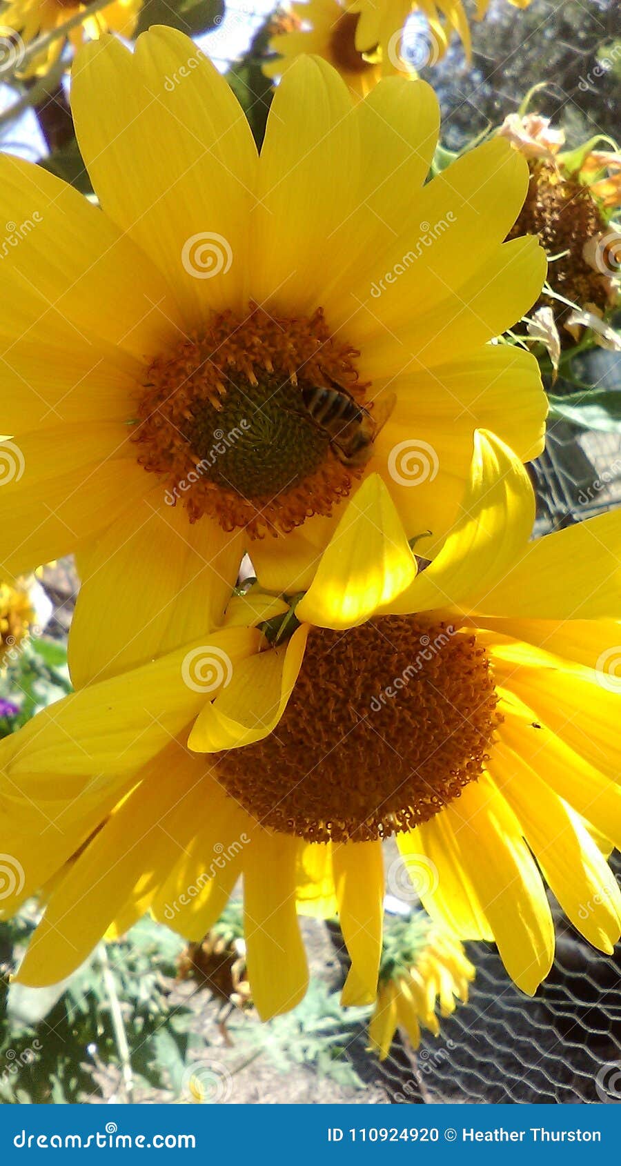 Sunflowers stock photo. Image of spring, sunny, sunflowers 110924920