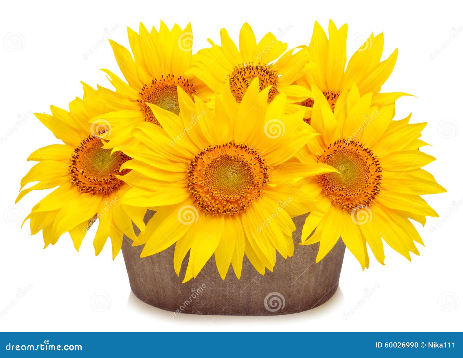 Bouquet of beautiful sunflowers in pod isolated on white background