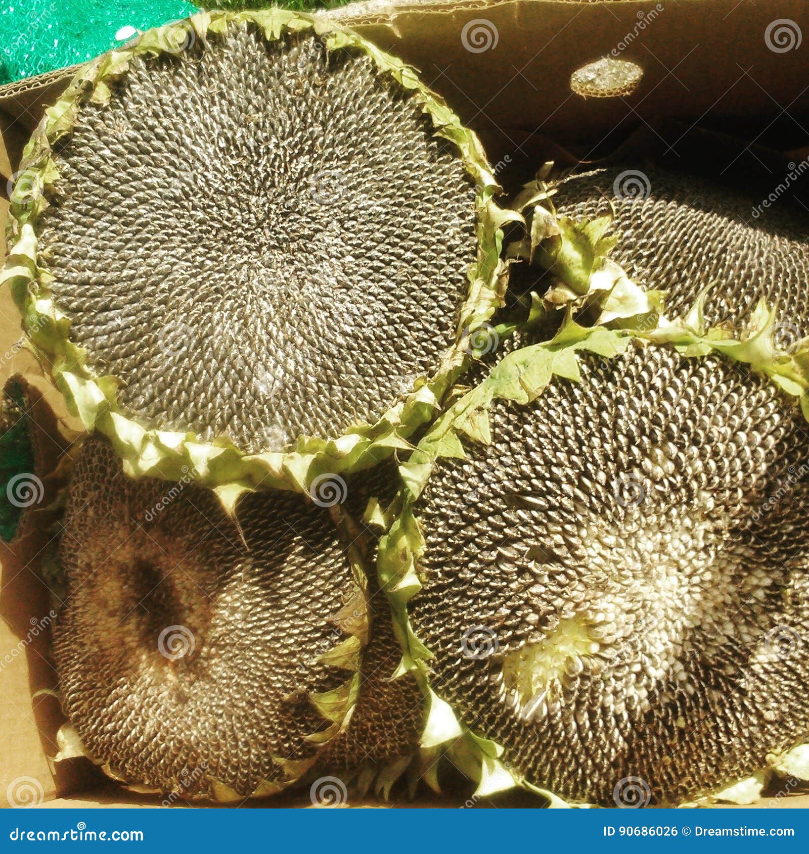 Sunflowers stock photo. Image of mature, seeds, processed - 90686026