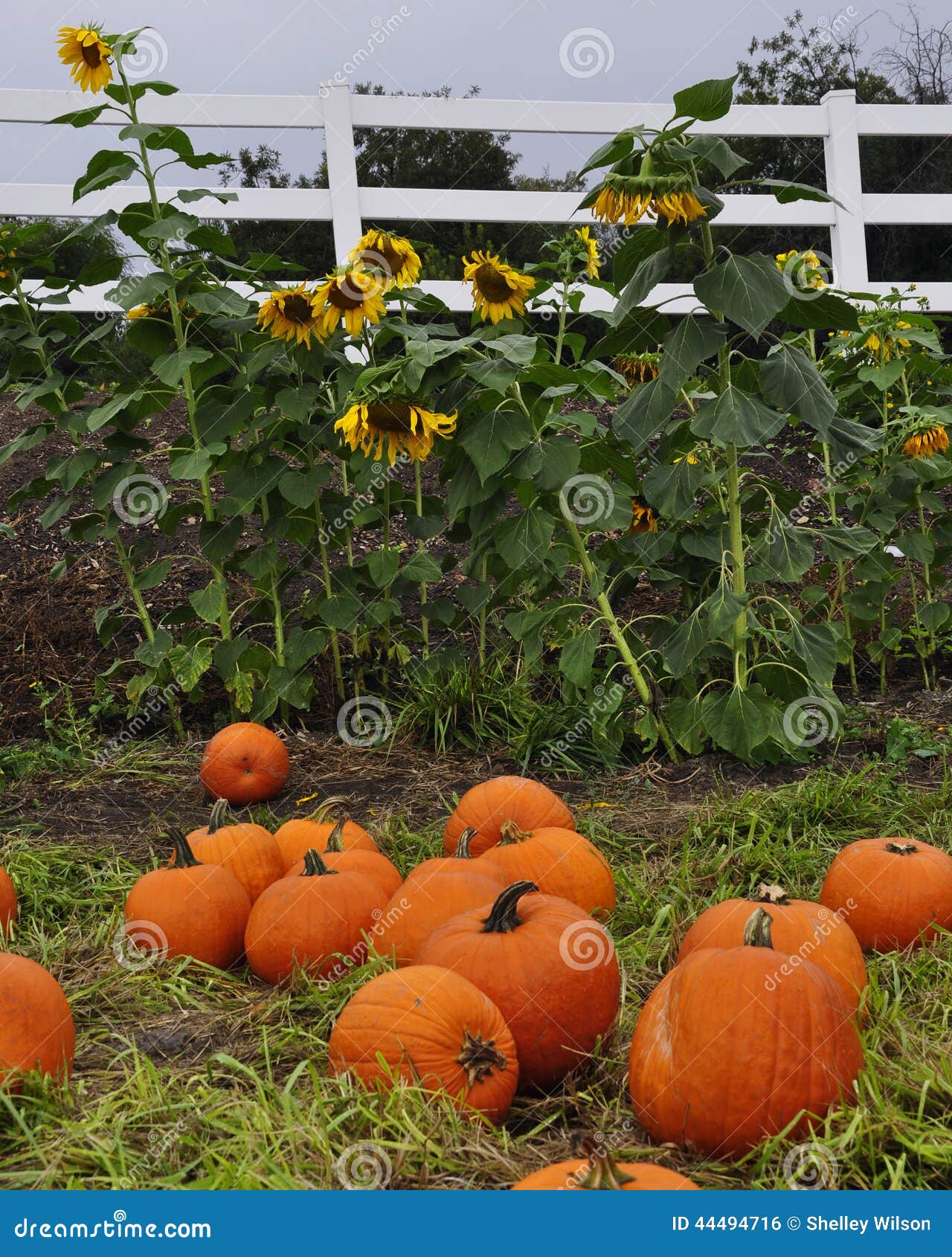 Sunflowers and Pumpkins stock photo. Image of sunflowers 44494716
