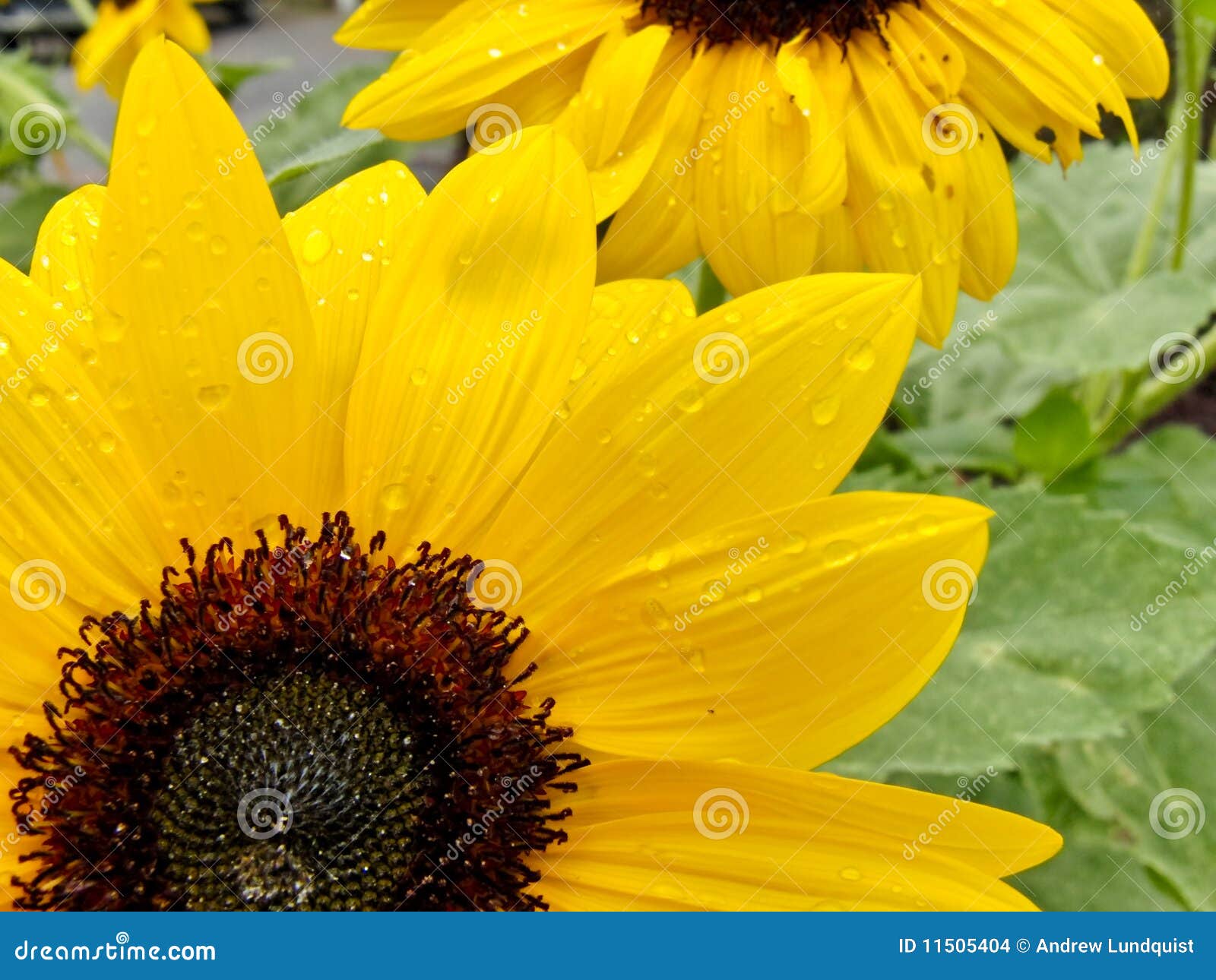 Sunflowers after rain stock photo. Image of vegetation 11505404