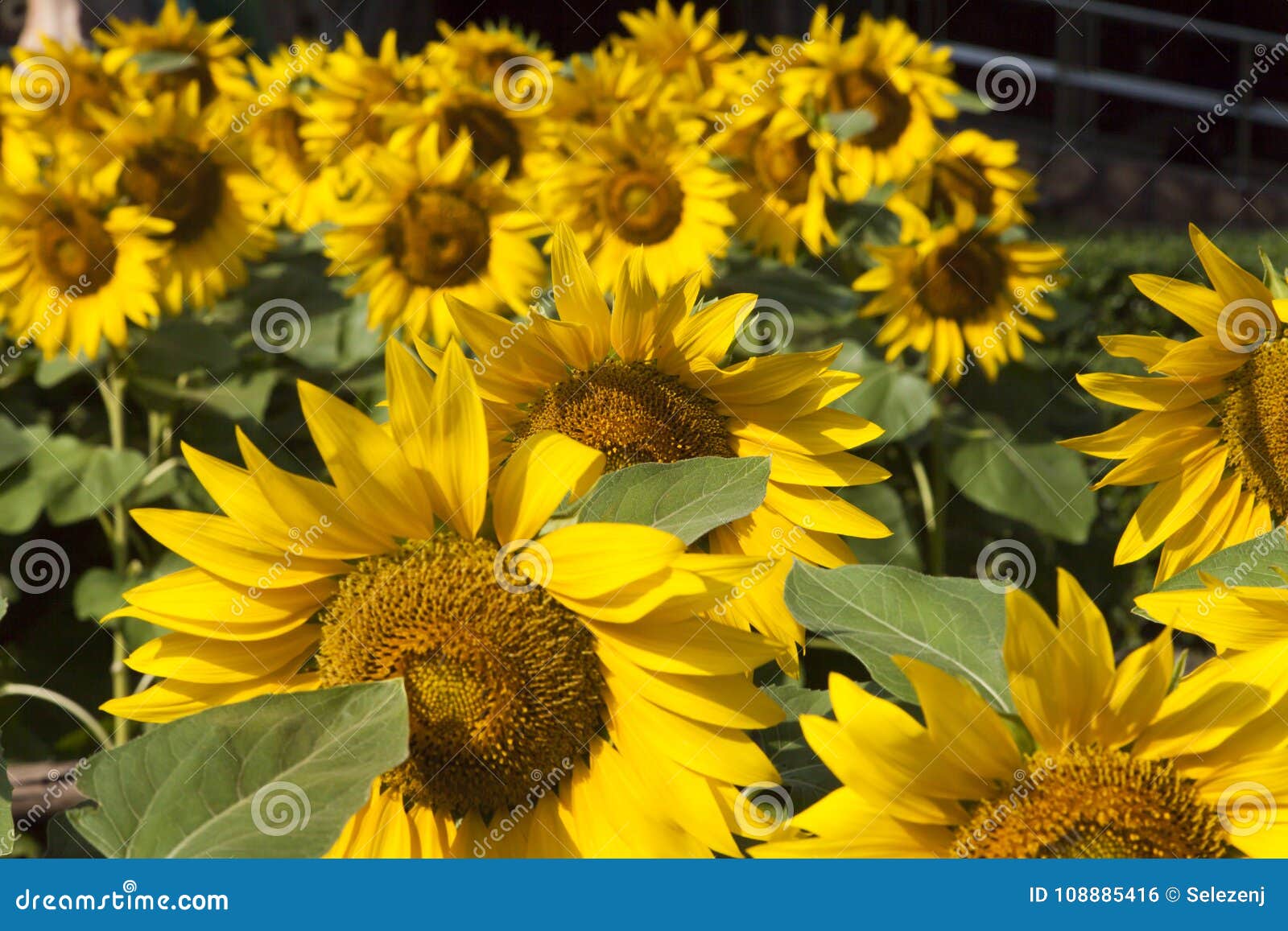 Sunflowers in the sun stock photo. Image of garden, organic 108885416