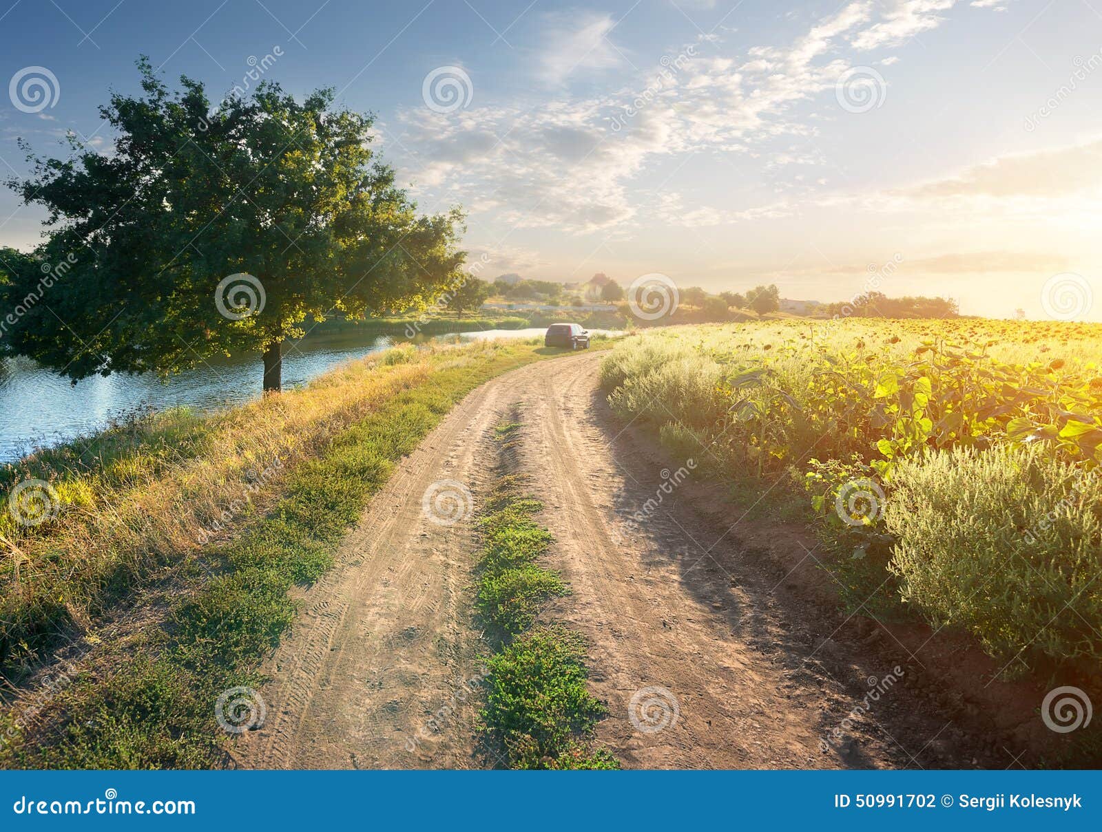 Sunflowers and river stock photo. Image of country, road 50991702