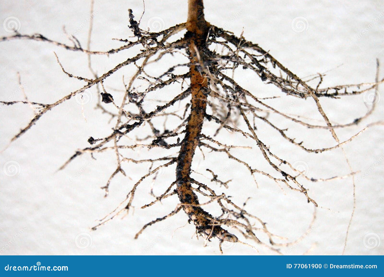 Sunflowers Roots Tree stock photo. Image of stem, tree 77061900